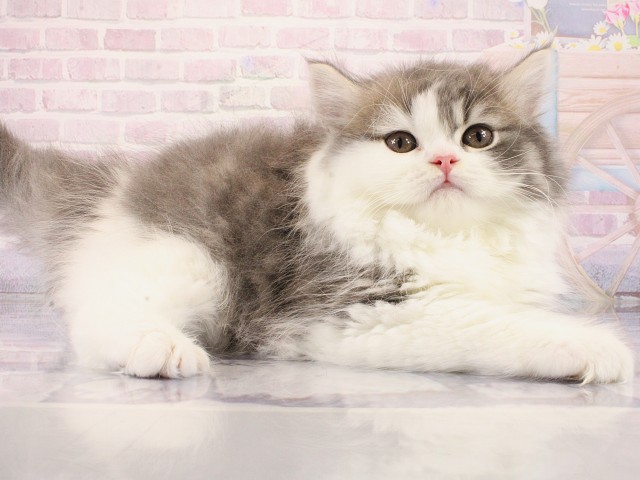 京都府のブリティッシュロングヘアー (Coo&RIKU京都河原町店/2026年2月14日生まれ/男の子/ブルーホワイト)の子猫の2枚目の画像
