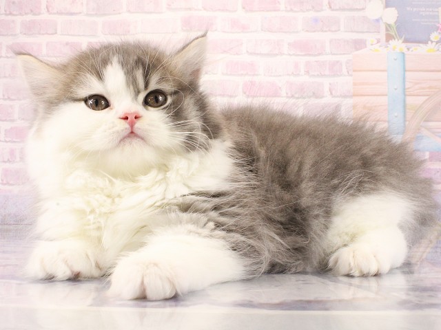 京都府のブリティッシュロングヘアー (Coo&RIKU京都河原町店/2026年2月14日生まれ/男の子/ブルーホワイト)の子猫の3枚目の画像