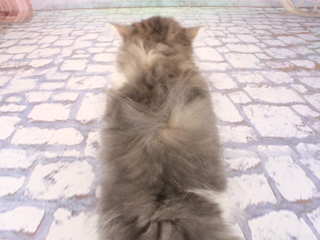 京都府のブリティッシュロングヘアー (Coo&RIKU京都河原町店/2026年2月14日生まれ/男の子/ブルーホワイト)の子猫の4枚目の画像