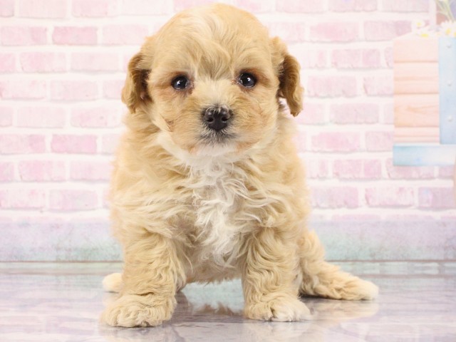 京都府のマルプー(マルチーズ×プードル) (Coo&RIKU舞鶴店/2026年2月27日生まれ/男の子/アプリコット)の子犬