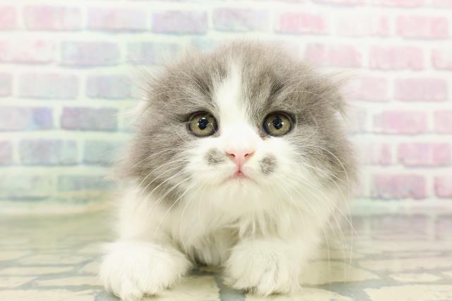 スコティッシュフォールド