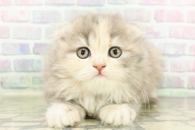 スコティッシュフォールド