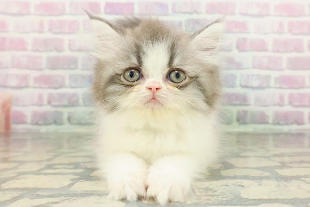 秋田県のミヌエット (Coo&RIKU秋田店/2026年2月27日生まれ/男の子/ブルータビーホワイト)の子猫