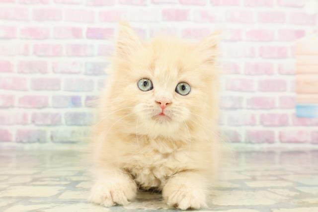 東京都のラガマフィン (Coo&RIKU赤坂店/2026年2月27日生まれ/女の子/クリームタビー)の子猫の1枚目の画像