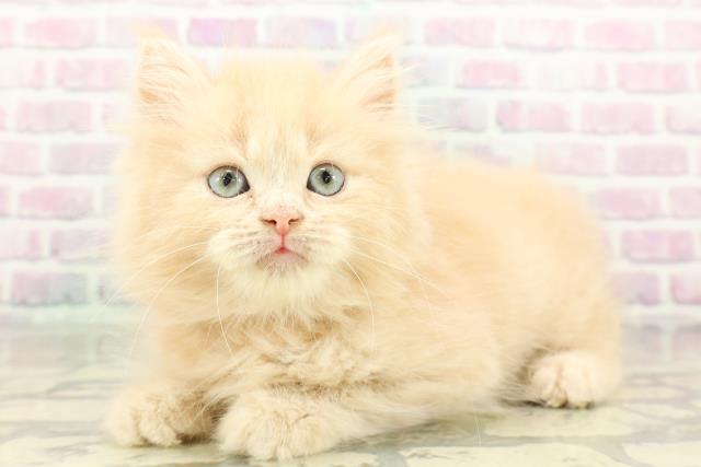 東京都のラガマフィン (Coo&RIKU赤坂店/2026年2月27日生まれ/女の子/クリームタビー)の子猫の2枚目の画像