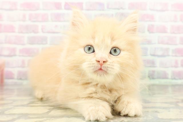 東京都のラガマフィン (Coo&RIKU赤坂店/2026年2月27日生まれ/女の子/クリームタビー)の子猫の3枚目の画像