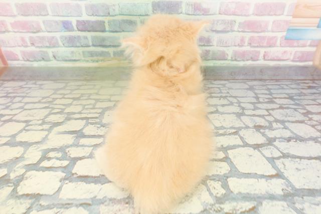 東京都のラガマフィン (Coo&RIKU赤坂店/2026年2月27日生まれ/女の子/クリームタビー)の子猫の4枚目の画像