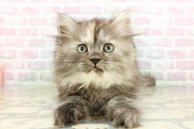 東京都のラガマフィン (Coo&RIKU三軒茶屋店/2026年2月27日生まれ/女の子/シルバーパッチドタビー)の子猫の1枚目の画像