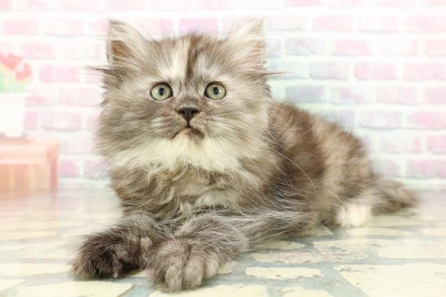 東京都のラガマフィン (Coo&RIKU三軒茶屋店/2026年2月27日生まれ/女の子/シルバーパッチドタビー)の子猫の2枚目の画像