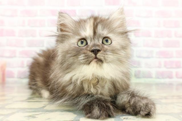 東京都のラガマフィン (Coo&RIKU三軒茶屋店/2026年2月27日生まれ/女の子/シルバーパッチドタビー)の子猫の3枚目の画像