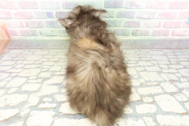 東京都のラガマフィン (Coo&RIKU三軒茶屋店/2026年2月27日生まれ/女の子/シルバーパッチドタビー)の子猫の4枚目の画像