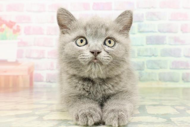 ミヌエット（長足）