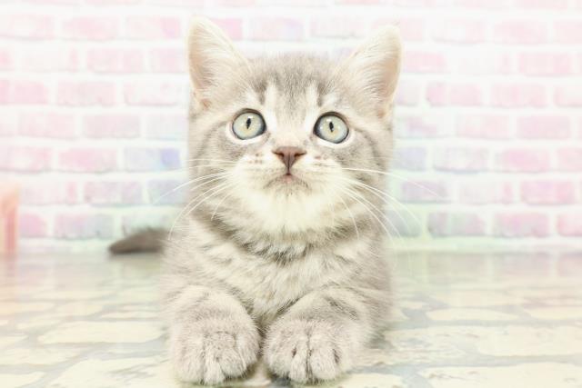 北海道のミヌエット (Coo&RIKU帯広店/2026年2月25日生まれ/男の子/ブルータビー)の子猫の1枚目の画像