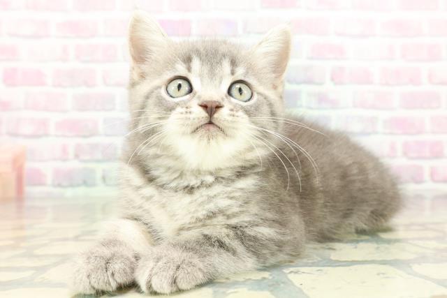 北海道のミヌエット (Coo&RIKU帯広店/2026年2月25日生まれ/男の子/ブルータビー)の子猫の2枚目の画像