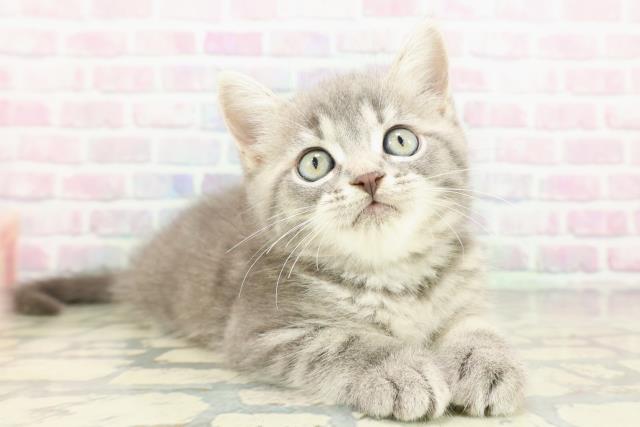 北海道のミヌエット (Coo&RIKU帯広店/2026年2月25日生まれ/男の子/ブルータビー)の子猫の3枚目の画像