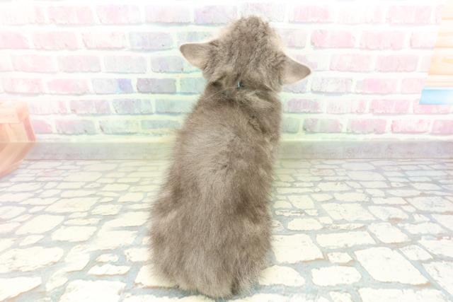 北海道のミヌエット (Coo&RIKU帯広店/2026年2月25日生まれ/男の子/ブルータビー)の子猫の4枚目の画像