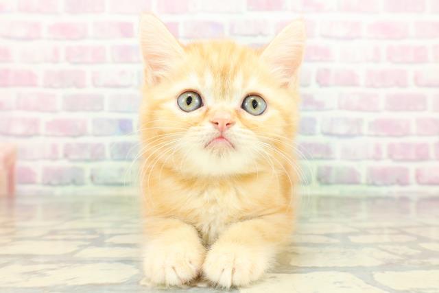 ミヌエット（長足）