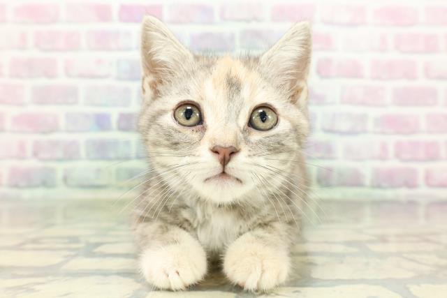 アメリカンショートヘアー