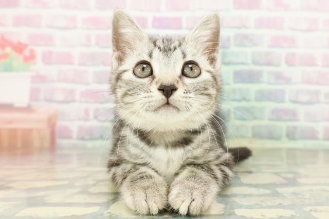 宮城県のアメリカンショートヘアー (Coo&RIKUイオンタウン古川店/2026年2月26日生まれ/女の子/シルバータビー)の子猫の1枚目の画像