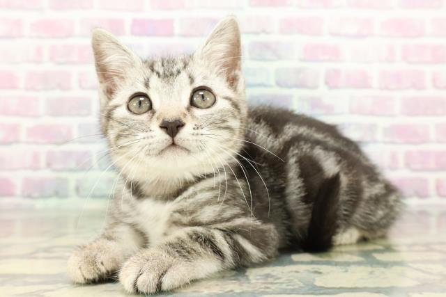 宮城県のアメリカンショートヘアー (Coo&RIKUイオンタウン古川店/2026年2月26日生まれ/女の子/シルバータビー)の子猫の2枚目の画像