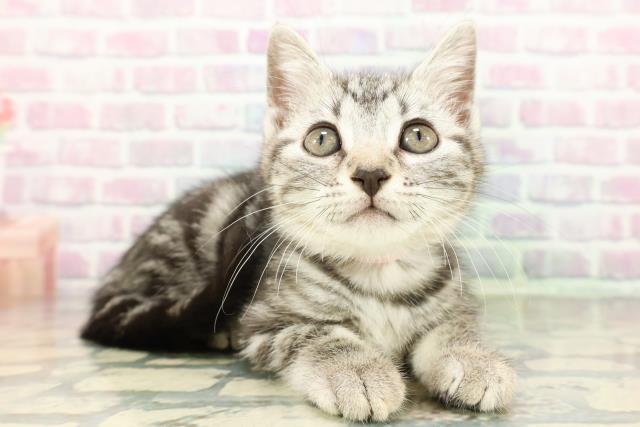 宮城県のアメリカンショートヘアー (Coo&RIKUイオンタウン古川店/2026年2月26日生まれ/女の子/シルバータビー)の子猫の3枚目の画像