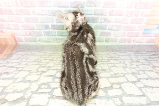 宮城県のアメリカンショートヘアー (Coo&RIKUイオンタウン古川店/2026年2月26日生まれ/女の子/シルバータビー)の子猫の4枚目の画像