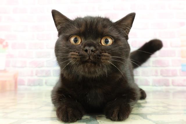 宮城県のスコティッシュフォールド (Coo&RIKU仙台太白店/2025年12月12日生まれ/男の子/ブラック)の子猫の1枚目の画像