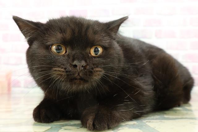 宮城県のスコティッシュフォールド (Coo&RIKU仙台太白店/2025年12月12日生まれ/男の子/ブラック)の子猫の2枚目の画像