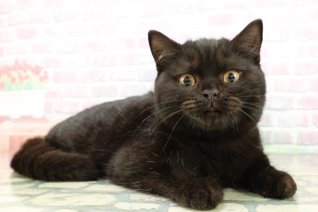 宮城県のスコティッシュフォールド (Coo&RIKU仙台太白店/2025年12月12日生まれ/男の子/ブラック)の子猫の3枚目の画像