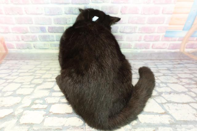 宮城県のスコティッシュフォールド (Coo&RIKU仙台太白店/2025年12月12日生まれ/男の子/ブラック)の子猫の4枚目の画像