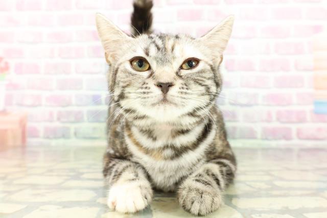 長野県のスコティッシュフォールド (Coo&RIKU綿半中野店/2025年12月3日生まれ/女の子/シルバーパッチドタビー)の子猫の1枚目の画像