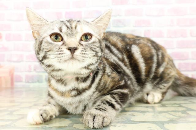 長野県のスコティッシュフォールド (Coo&RIKU綿半中野店/2025年12月3日生まれ/女の子/シルバーパッチドタビー)の子猫の2枚目の画像