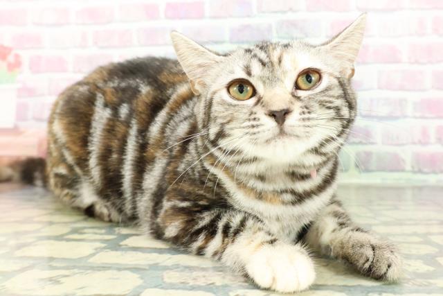 長野県のスコティッシュフォールド (Coo&RIKU綿半中野店/2025年12月3日生まれ/女の子/シルバーパッチドタビー)の子猫の3枚目の画像