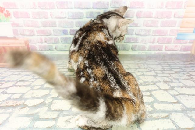 長野県のスコティッシュフォールド (Coo&RIKU綿半中野店/2025年12月3日生まれ/女の子/シルバーパッチドタビー)の子猫の4枚目の画像