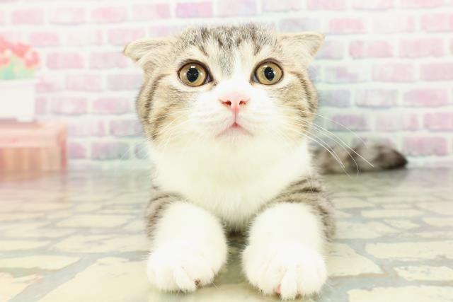 長野県のスコティッシュフォールド (Coo&RIKU綿半庄内店/2025年12月14日生まれ/男の子/ブラウンタビーホワイト)の子猫の1枚目の画像
