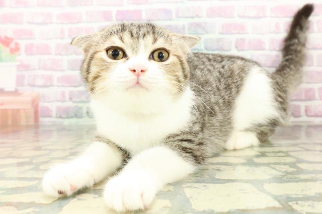 長野県のスコティッシュフォールド (Coo&RIKU綿半庄内店/2025年12月14日生まれ/男の子/ブラウンタビーホワイト)の子猫の2枚目の画像