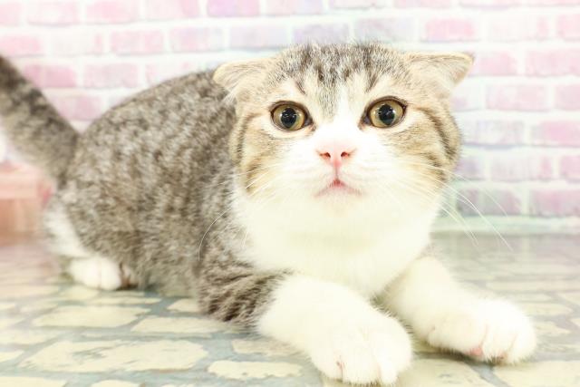 長野県のスコティッシュフォールド (Coo&RIKU綿半庄内店/2025年12月14日生まれ/男の子/ブラウンタビーホワイト)の子猫の3枚目の画像