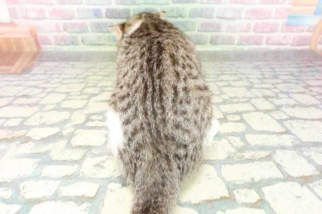 長野県のスコティッシュフォールド (Coo&RIKU綿半庄内店/2025年12月14日生まれ/男の子/ブラウンタビーホワイト)の子猫の4枚目の画像