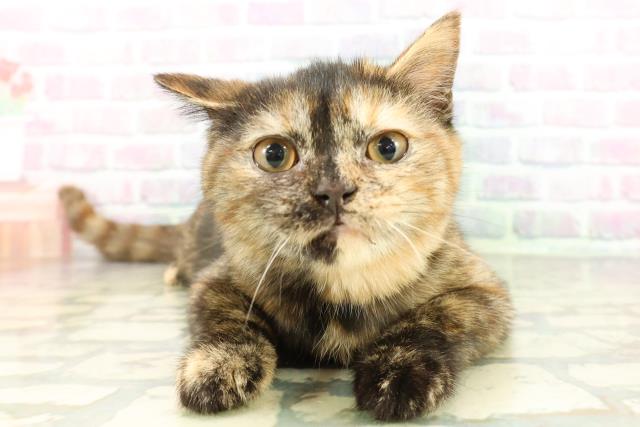 新潟県のスコティッシュフォールド (Coo&RIKU上越店/2025年12月12日生まれ/女の子/トーティー)の子猫の1枚目の画像