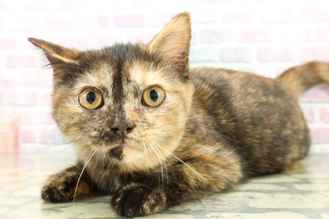 新潟県のスコティッシュフォールド (Coo&RIKU上越店/2025年12月12日生まれ/女の子/トーティー)の子猫の2枚目の画像