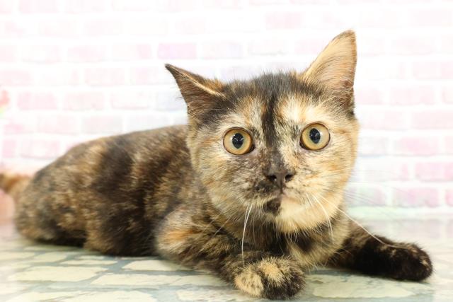 新潟県のスコティッシュフォールド (Coo&RIKU上越店/2025年12月12日生まれ/女の子/トーティー)の子猫の3枚目の画像