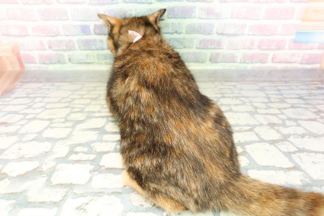 新潟県のスコティッシュフォールド (Coo&RIKU上越店/2025年12月12日生まれ/女の子/トーティー)の子猫の4枚目の画像