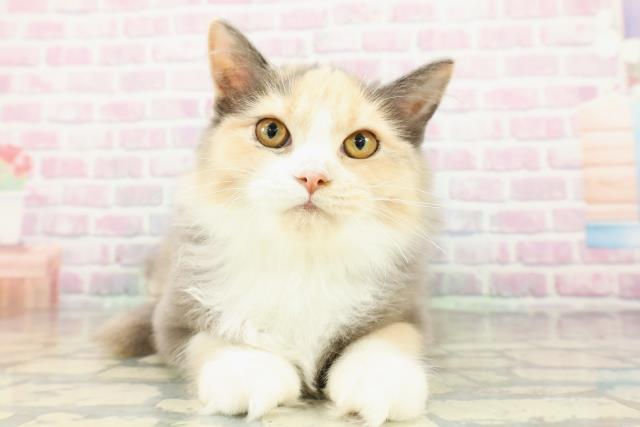 埼玉県のサイベリアン (Coo&RIKUアニマルケアセンター大宮/2025年11月24日生まれ/女の子/ダイリュートキャリコ)の子猫の1枚目の画像