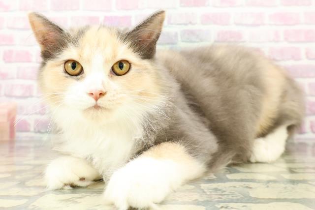 埼玉県のサイベリアン (Coo&RIKUアニマルケアセンター大宮/2025年11月24日生まれ/女の子/ダイリュートキャリコ)の子猫の2枚目の画像