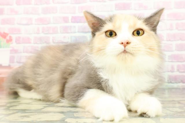 埼玉県のサイベリアン (Coo&RIKUアニマルケアセンター大宮/2025年11月24日生まれ/女の子/ダイリュートキャリコ)の子猫の3枚目の画像