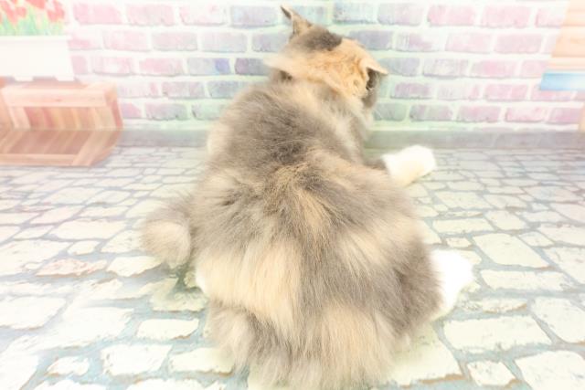 埼玉県のサイベリアン (Coo&RIKUアニマルケアセンター大宮/2025年11月24日生まれ/女の子/ダイリュートキャリコ)の子猫の4枚目の画像