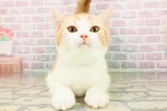 スコティッシュフォールド（立ち耳）