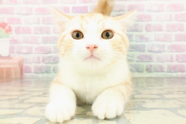 石川県のスコティッシュフォールド (Coo&RIKUイオン野々市南店/2025年12月20日生まれ/男の子/レッドタビーホワイト)の子猫の1枚目の画像