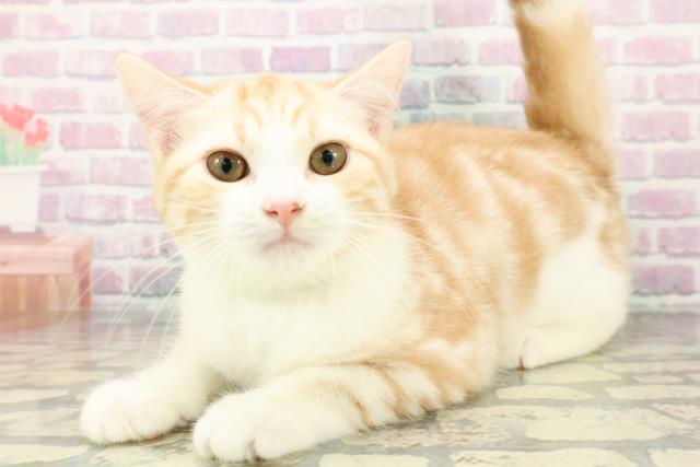 石川県のスコティッシュフォールド (Coo&RIKUイオン野々市南店/2025年12月20日生まれ/男の子/レッドタビーホワイト)の子猫の2枚目の画像