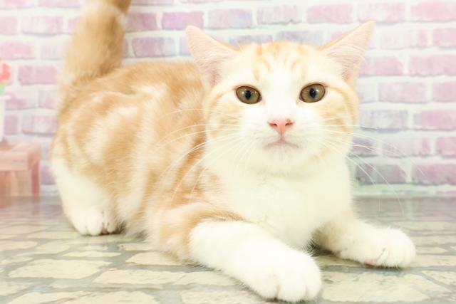 石川県のスコティッシュフォールド (Coo&RIKUイオン野々市南店/2025年12月20日生まれ/男の子/レッドタビーホワイト)の子猫の3枚目の画像